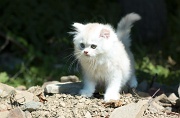 CHATONS